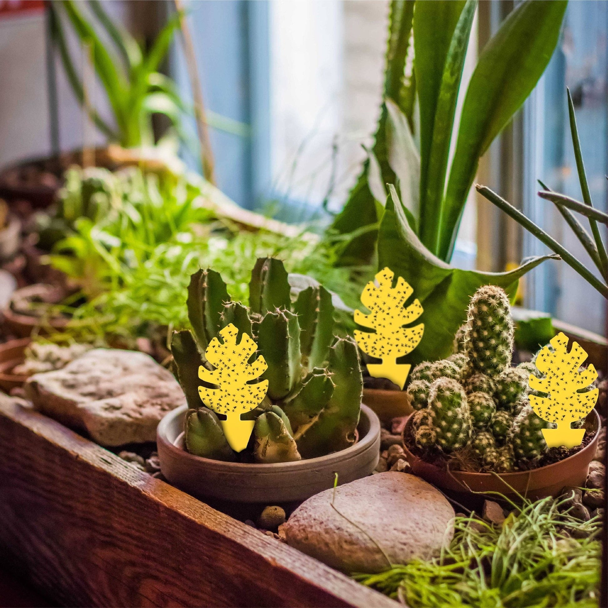 30 Pcs Per Pack Monstera Leaf Yellow Sticky Traps for Gnats - The Plant Lady SF