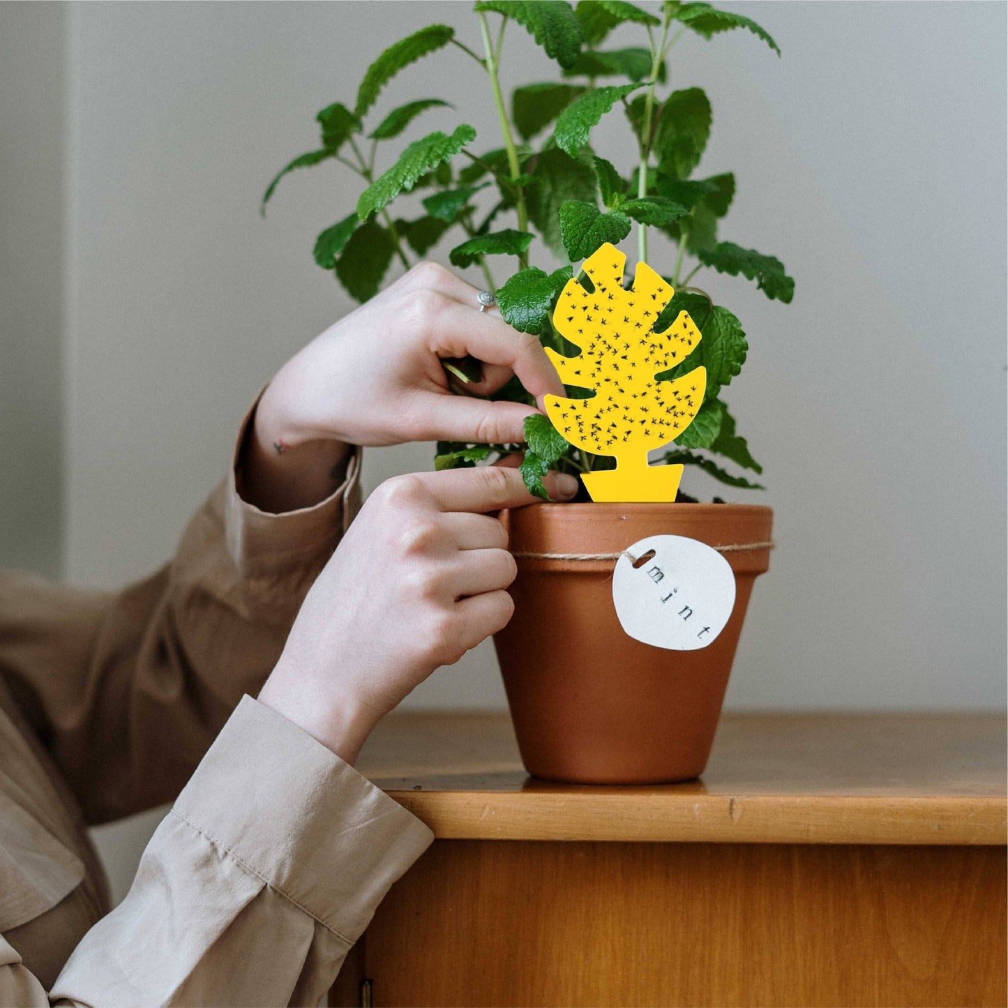 30 Pcs Per Pack Monstera Leaf Yellow Sticky Traps for Gnats - The Plant Lady SF