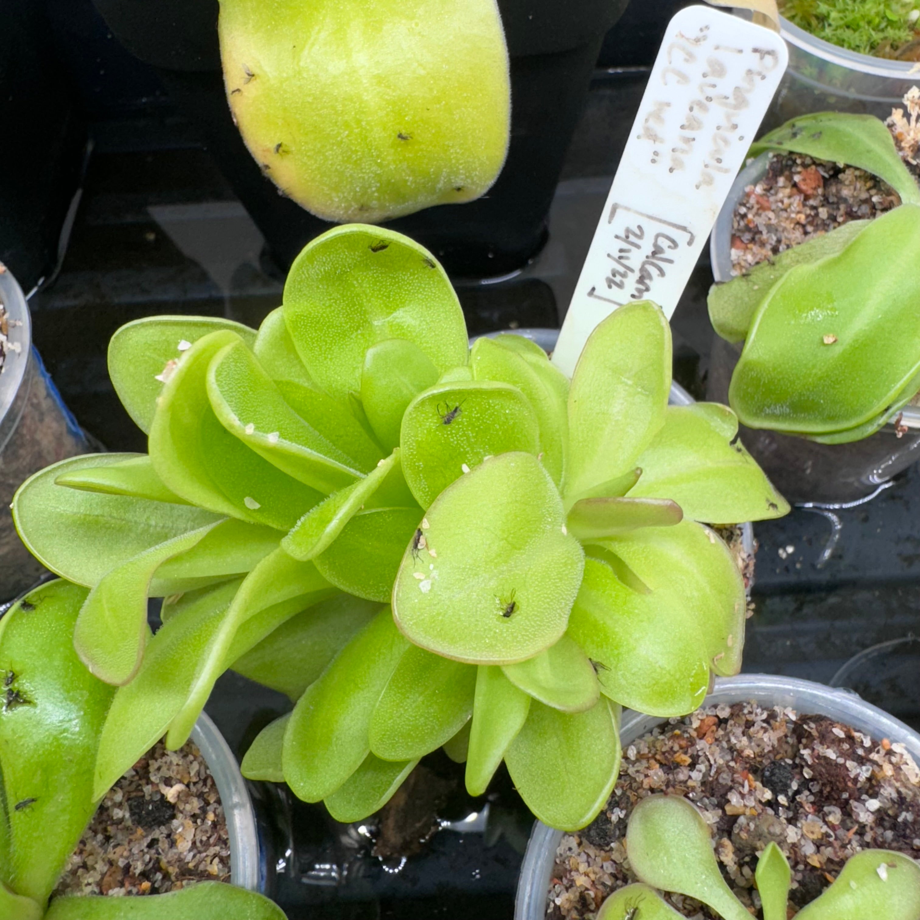 Pinguicula laueana "CalCarn red"