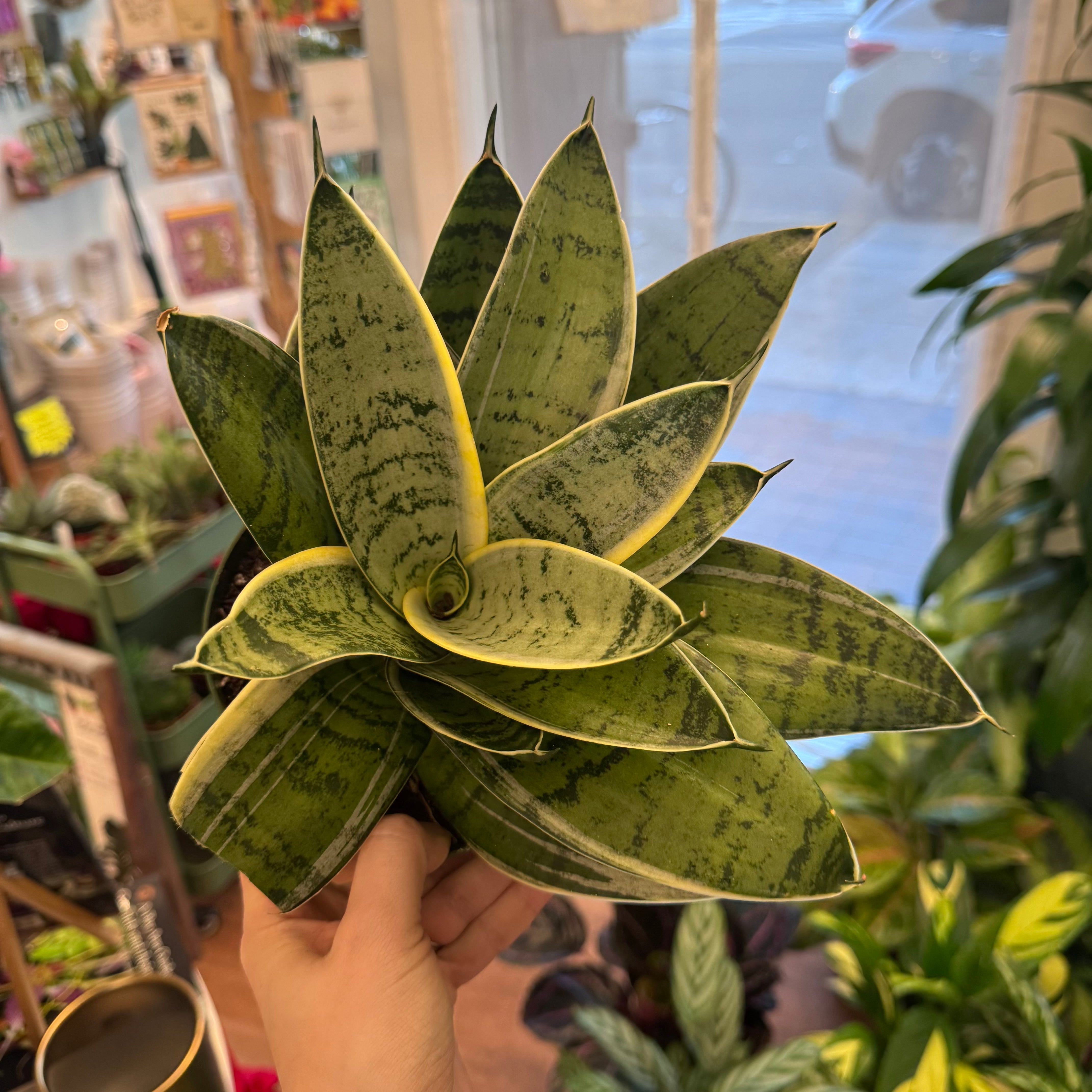 Sansevieria trifasciata 'Hahnii'