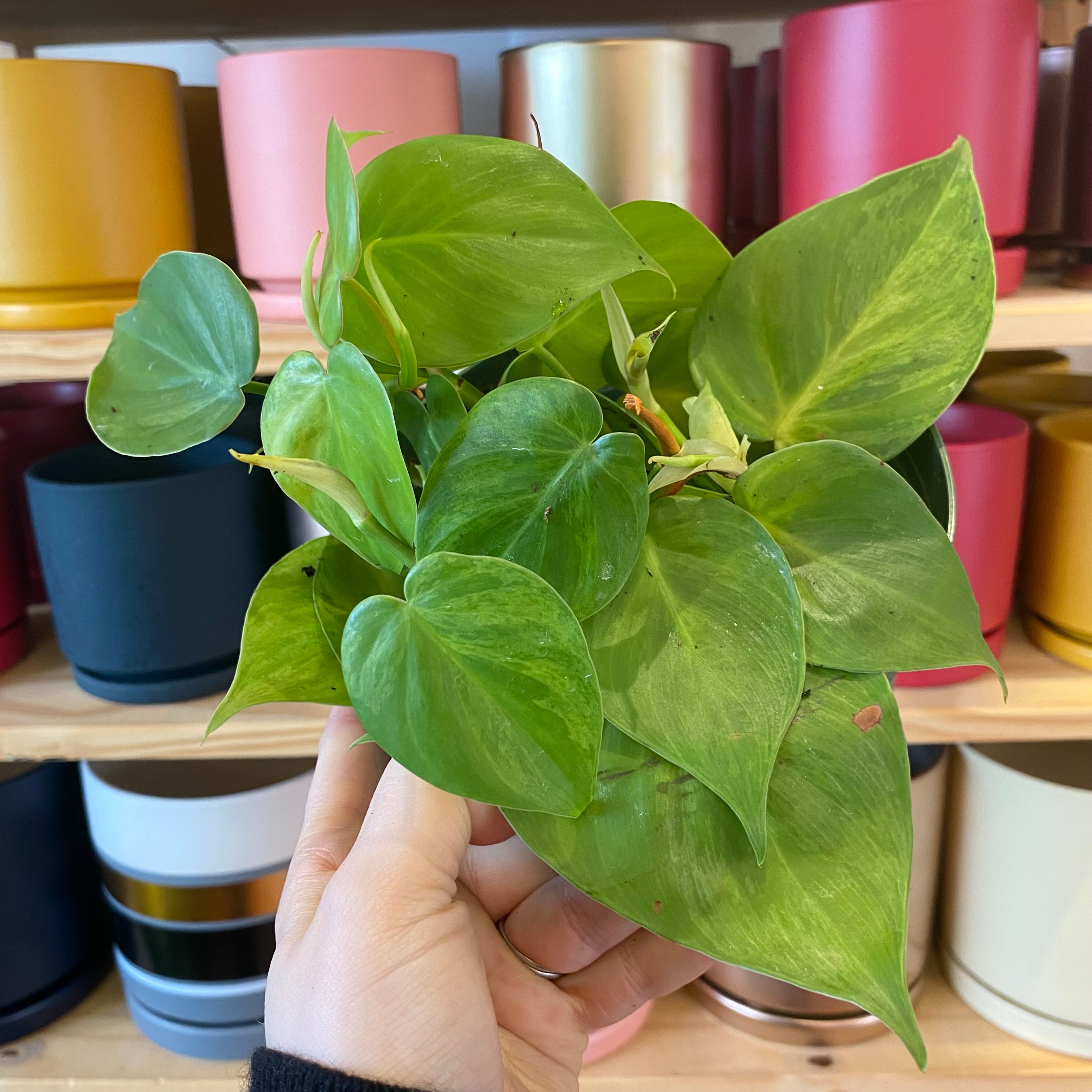 Philodendron hederaceum variegated