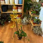 Load image into Gallery viewer, Giant Blooming Oncidium ‘Yellow King’
