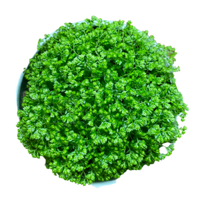 Selaginella Moss Ball