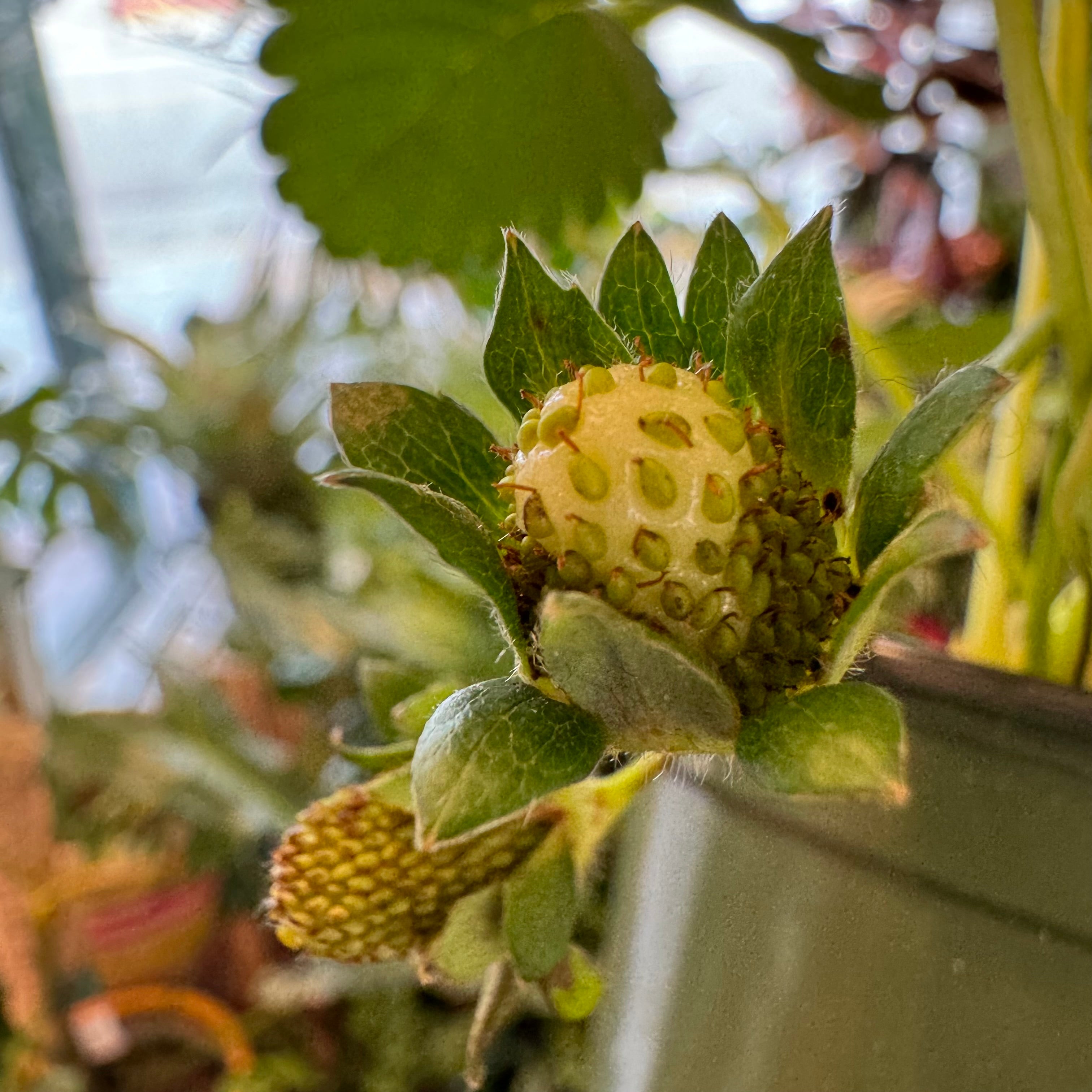 Strawberry Plant (Fragaria)