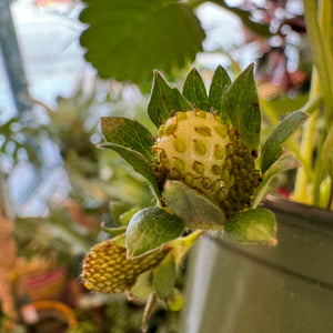 Strawberry Plant (Fragaria)