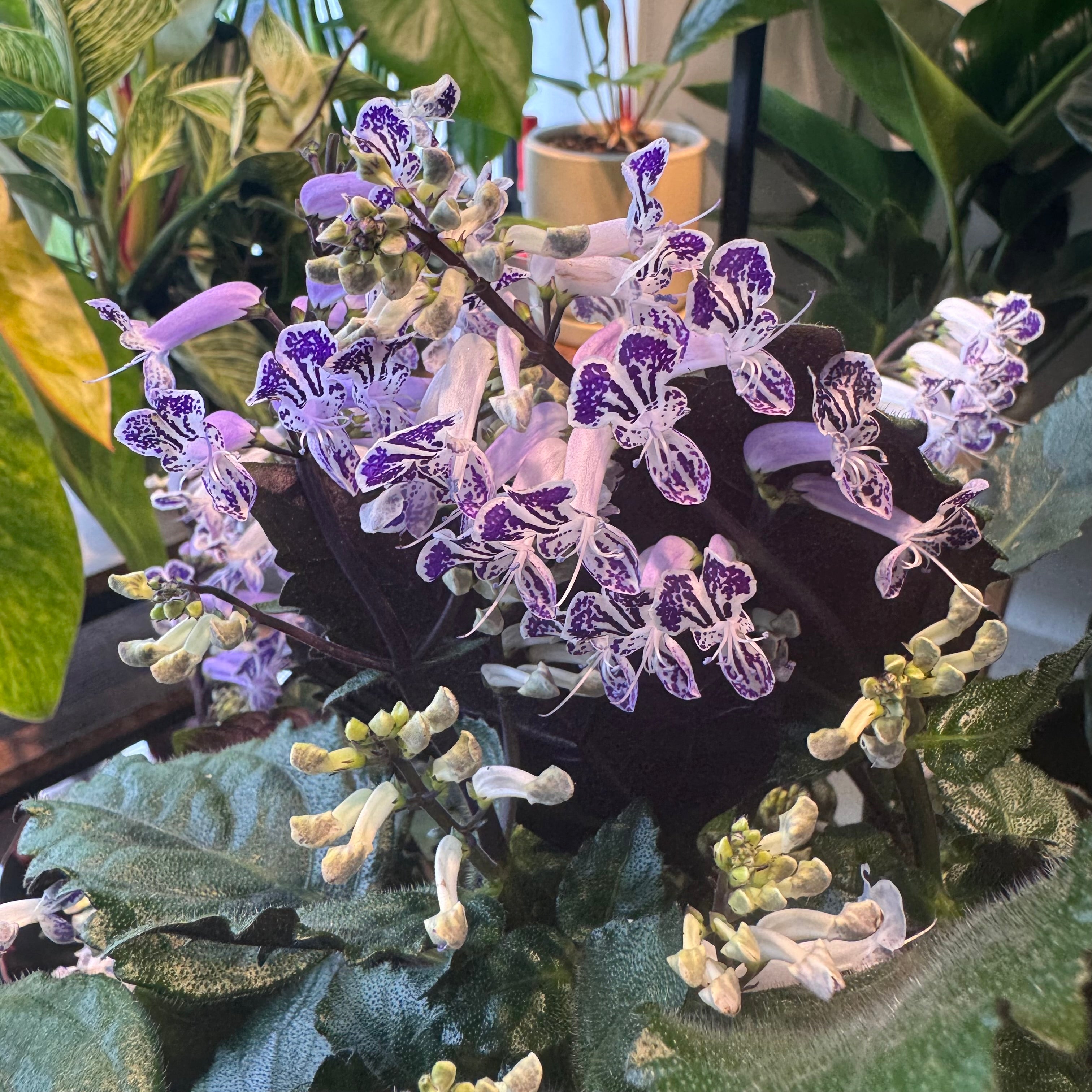 Plectranthus "Mona Lavender"