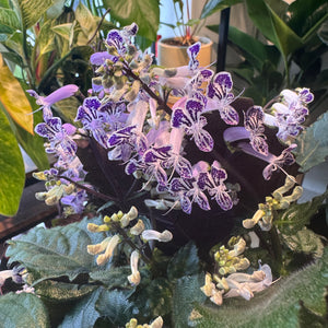Plectranthus "Mona Lavender"