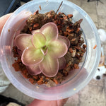Load image into Gallery viewer, Pinguicula laueana
