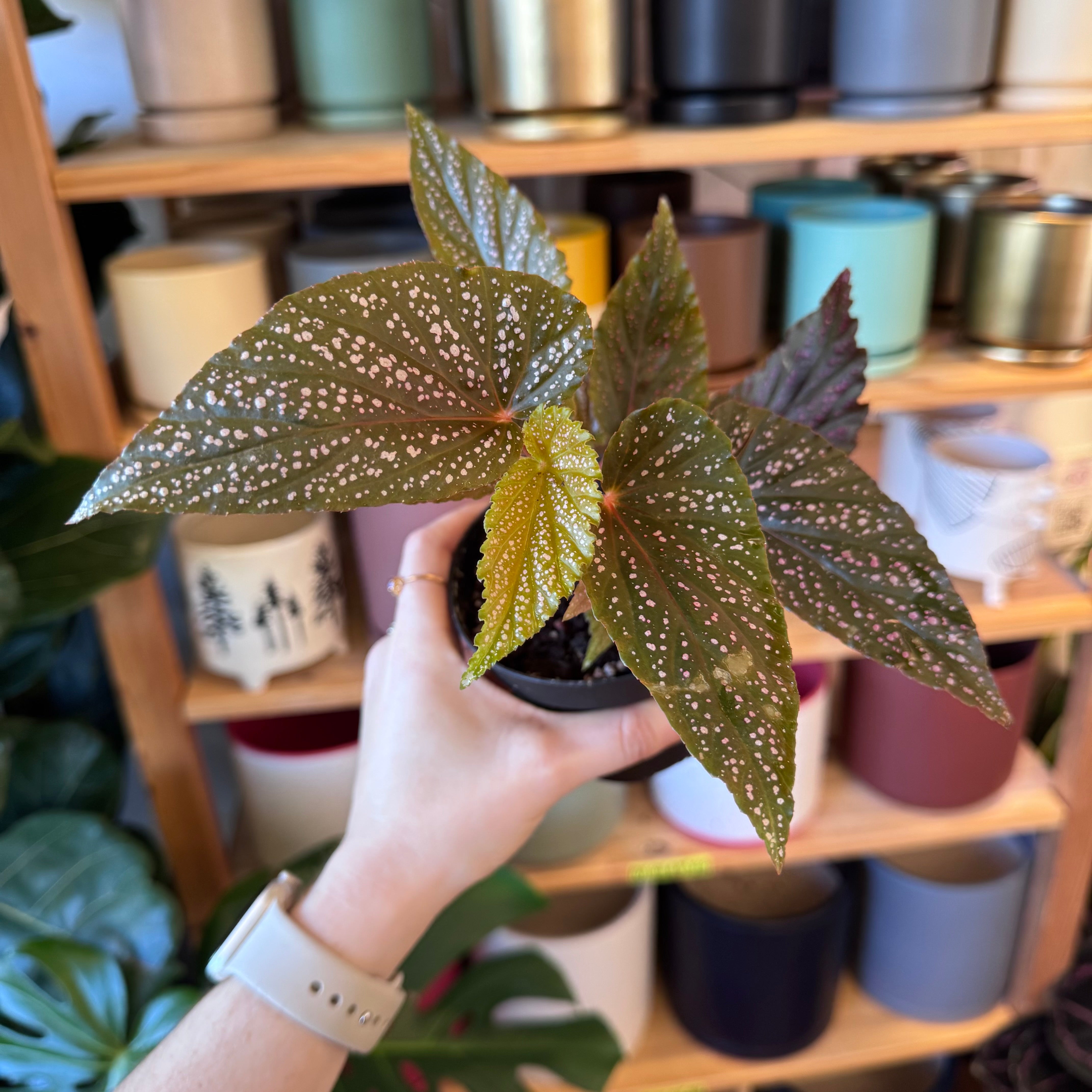 Begonia maculata 'Pink Mink'