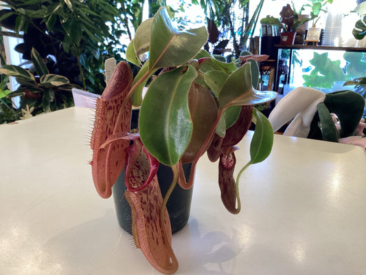 Nepenthes maxima 'Mira'