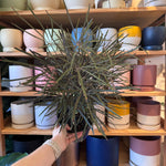 Load image into Gallery viewer, Aralia elegantissima

