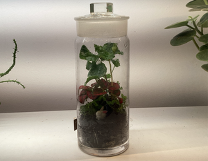 Terrariums  by Linden Moss