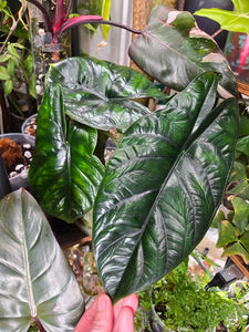 Alocasia “Green Dragon”