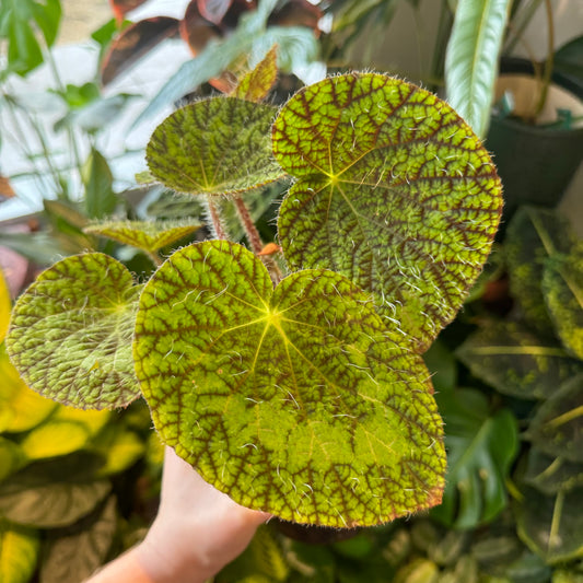 Begonia longicilata sizemoreae