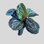 Load image into Gallery viewer, Calathea ‘Dottie’
