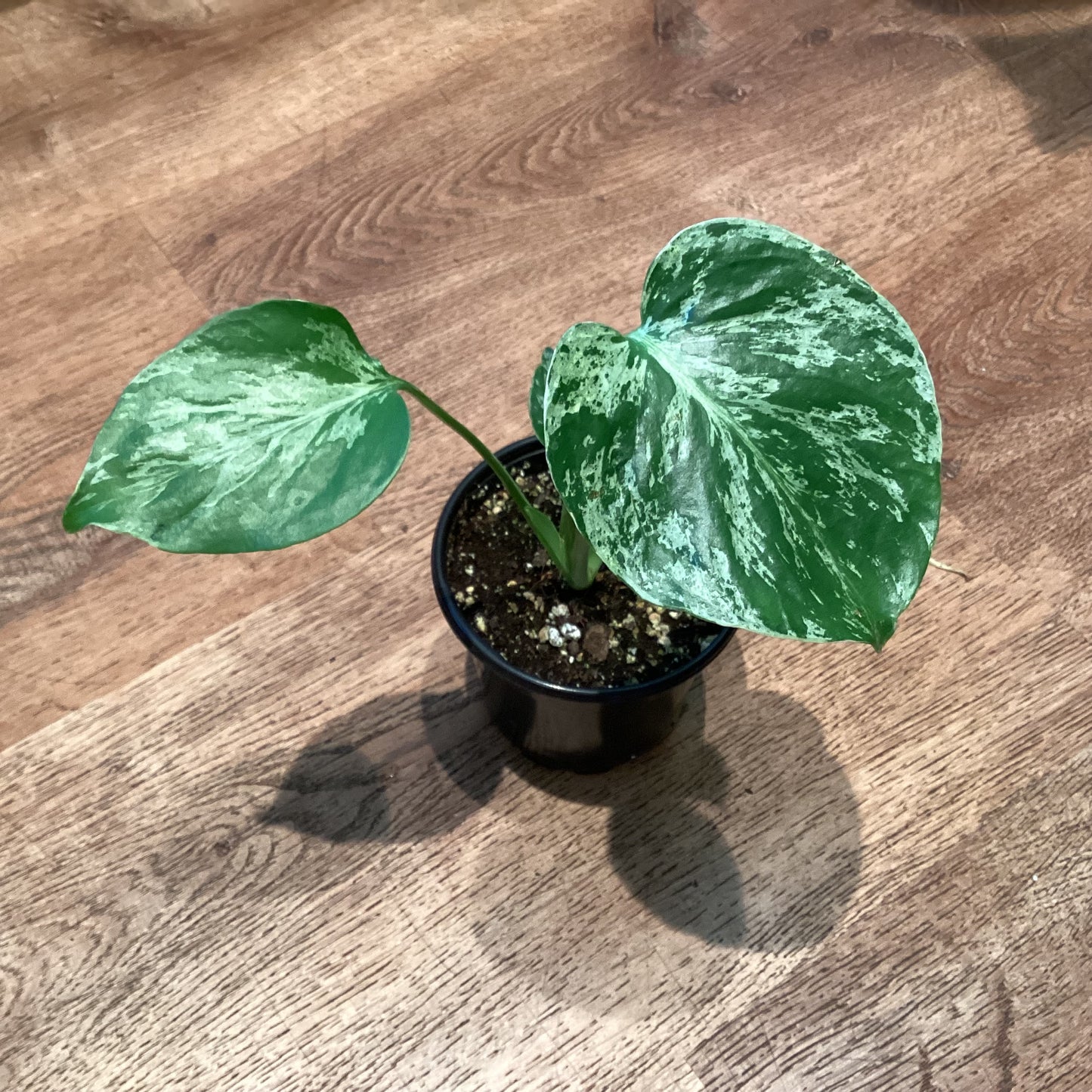 Monstera ‘Bulbasaur’