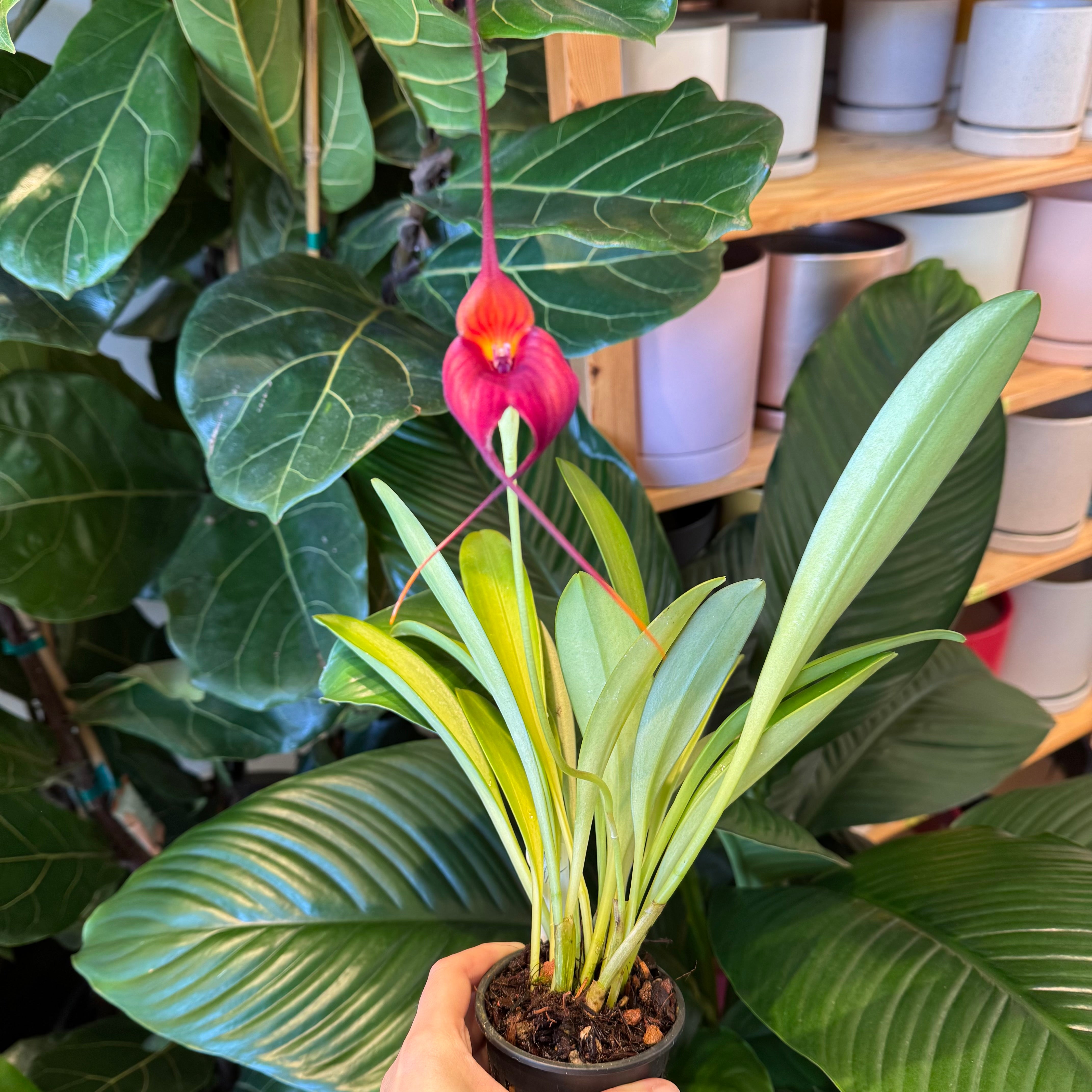 Masdevallia ‘Bay Breeze’ x 'Red Beauty'