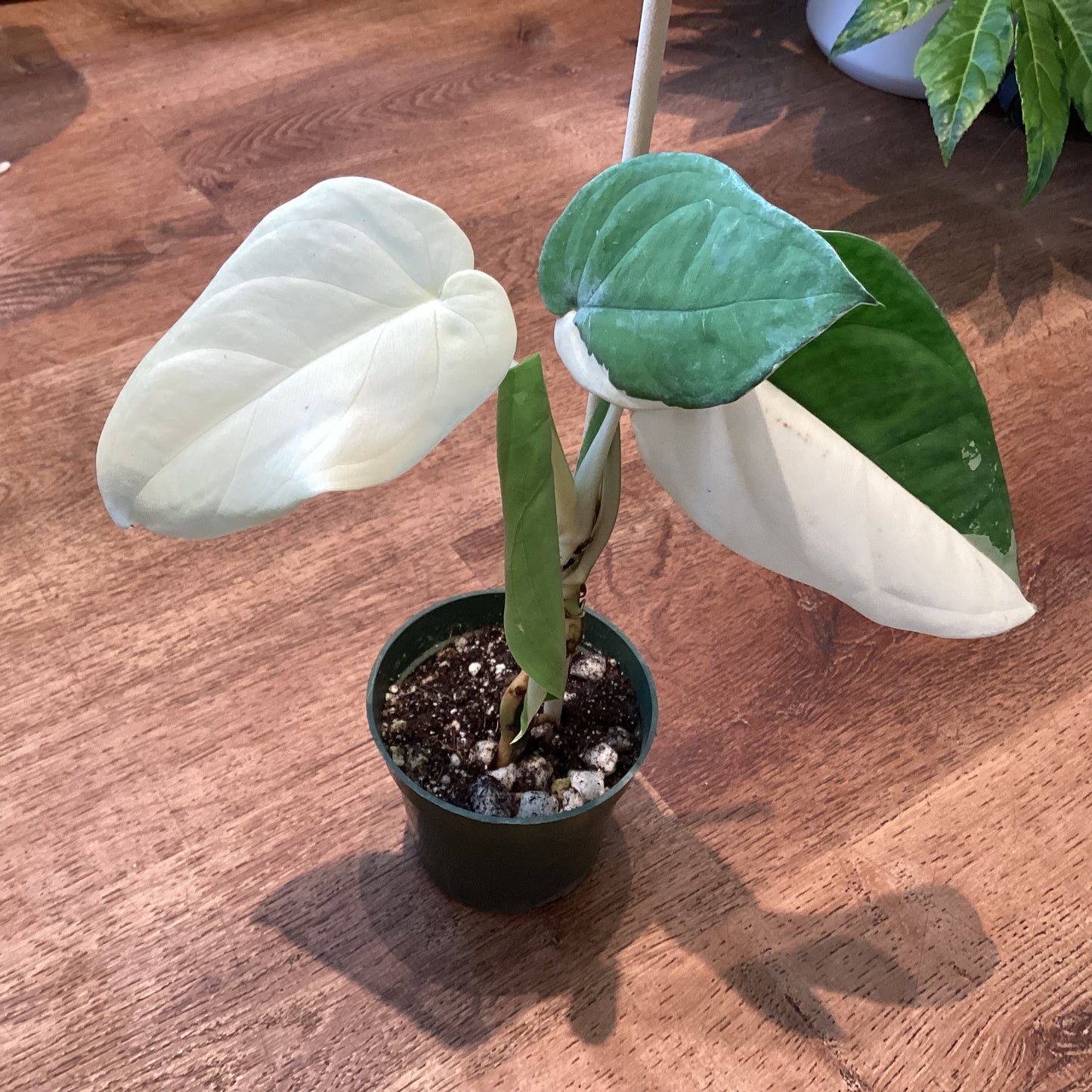 Syngonium chiapense variegated