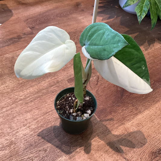 Syngonium chiapense variegated