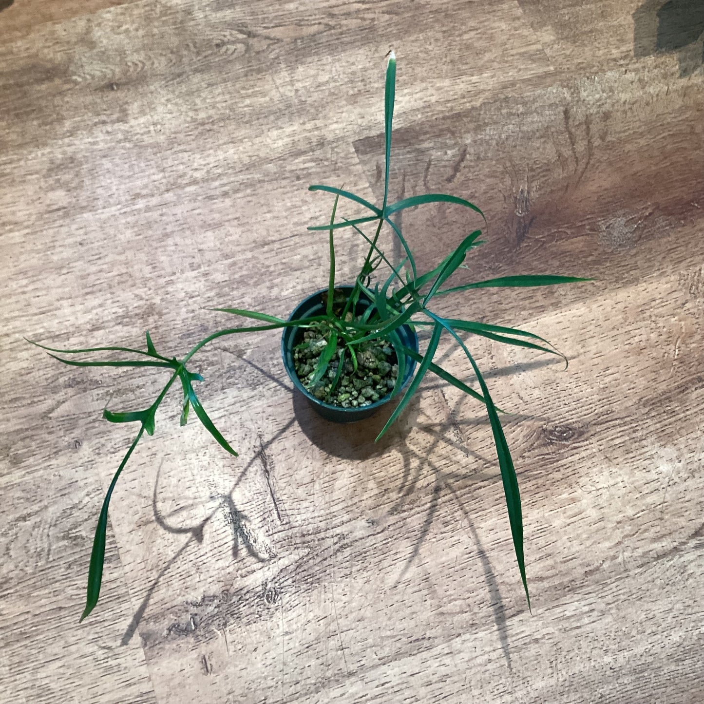 Philodendron polypoides