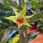 Load image into Gallery viewer, Dendrobium suzukii x Dendrobium tobaense
