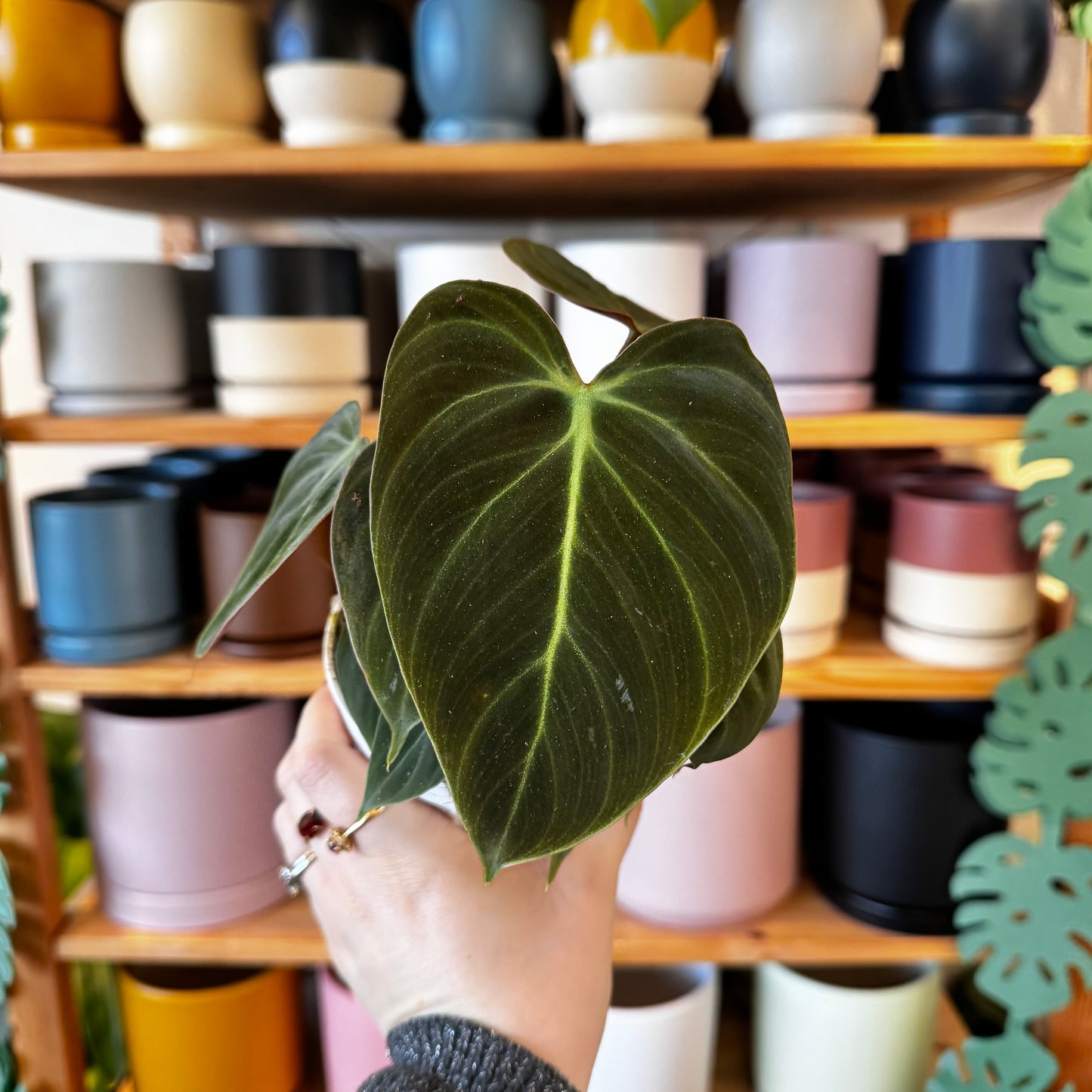 Philodendron rubrijuvenilum sp. 'El Choco Red'