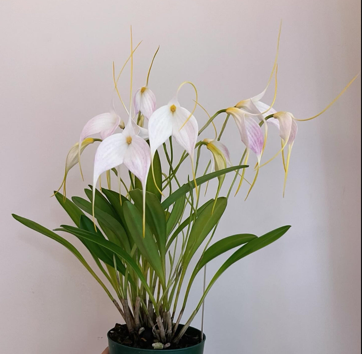 Masdevallia Bella Donna 'Snow Blush'