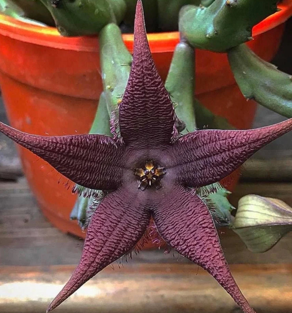 Stapelia schinzii