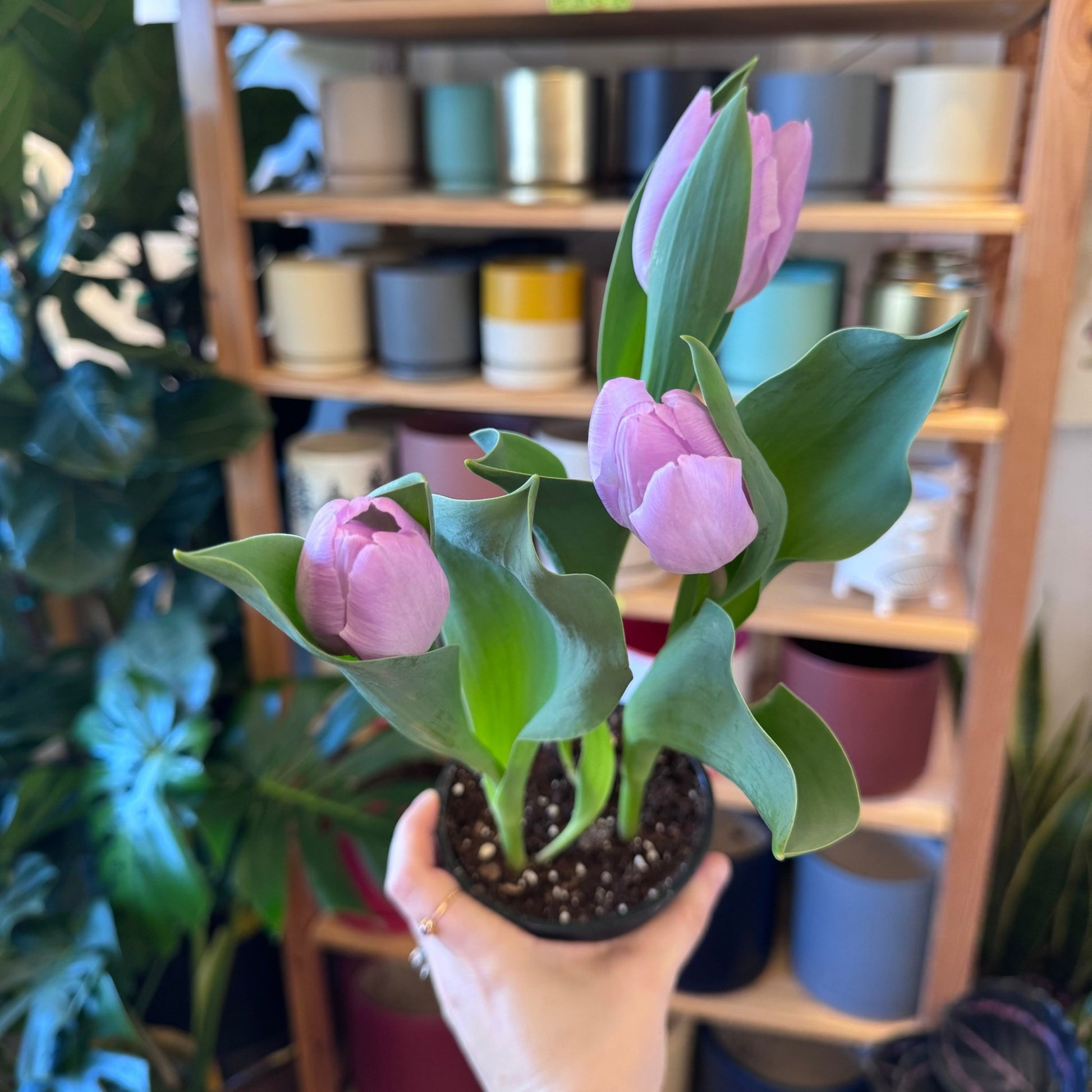 4.5" Potted Tulip - The Plant Lady SF