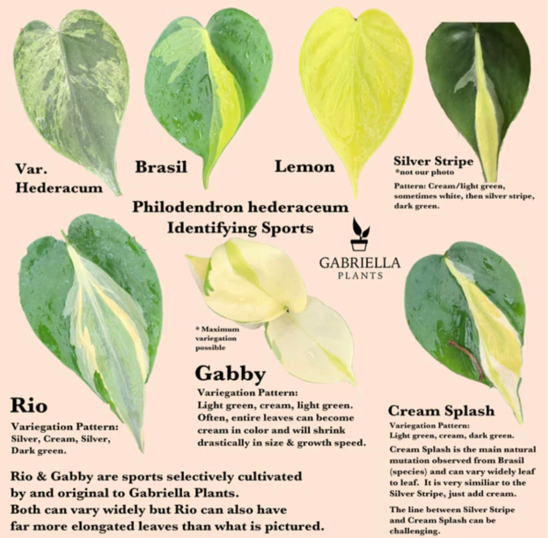 Philodendron 'Rio'