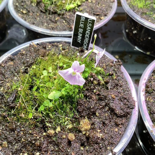 Utricularia sandersonii ‘Blue Bunnies’