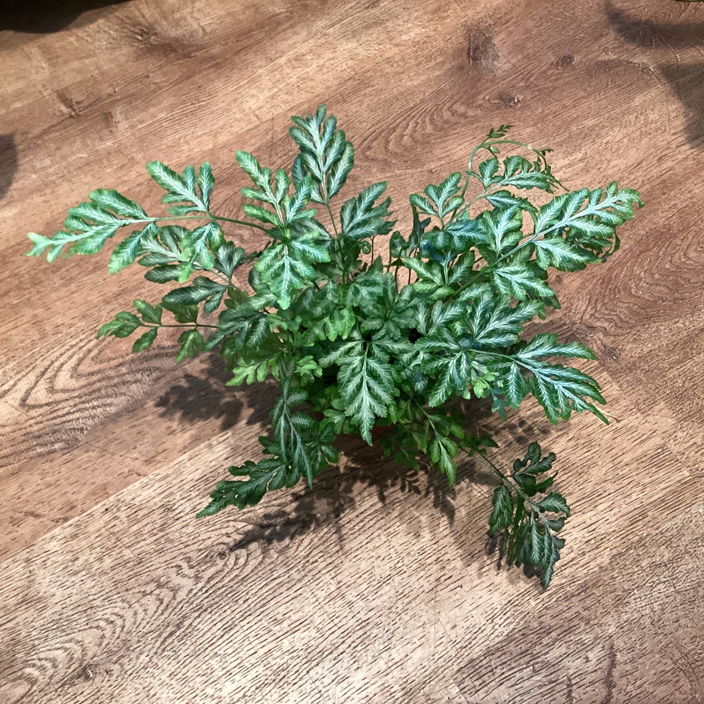 ‘Silver Lace’ Pteris Fern