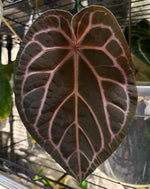 Load image into Gallery viewer, Anthurium NSE red crystallinum X Tezula red crystallinum seedlings
