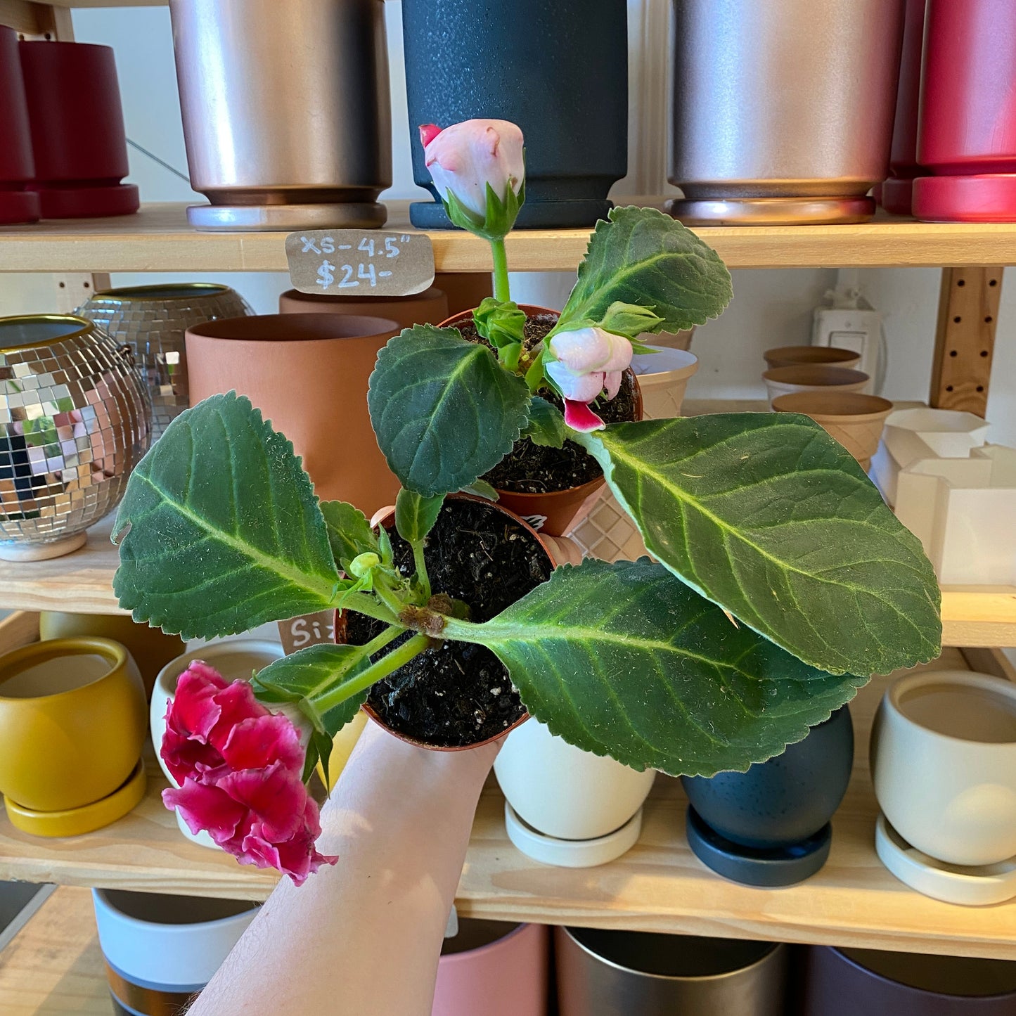 Gloxinia 4” Assorted