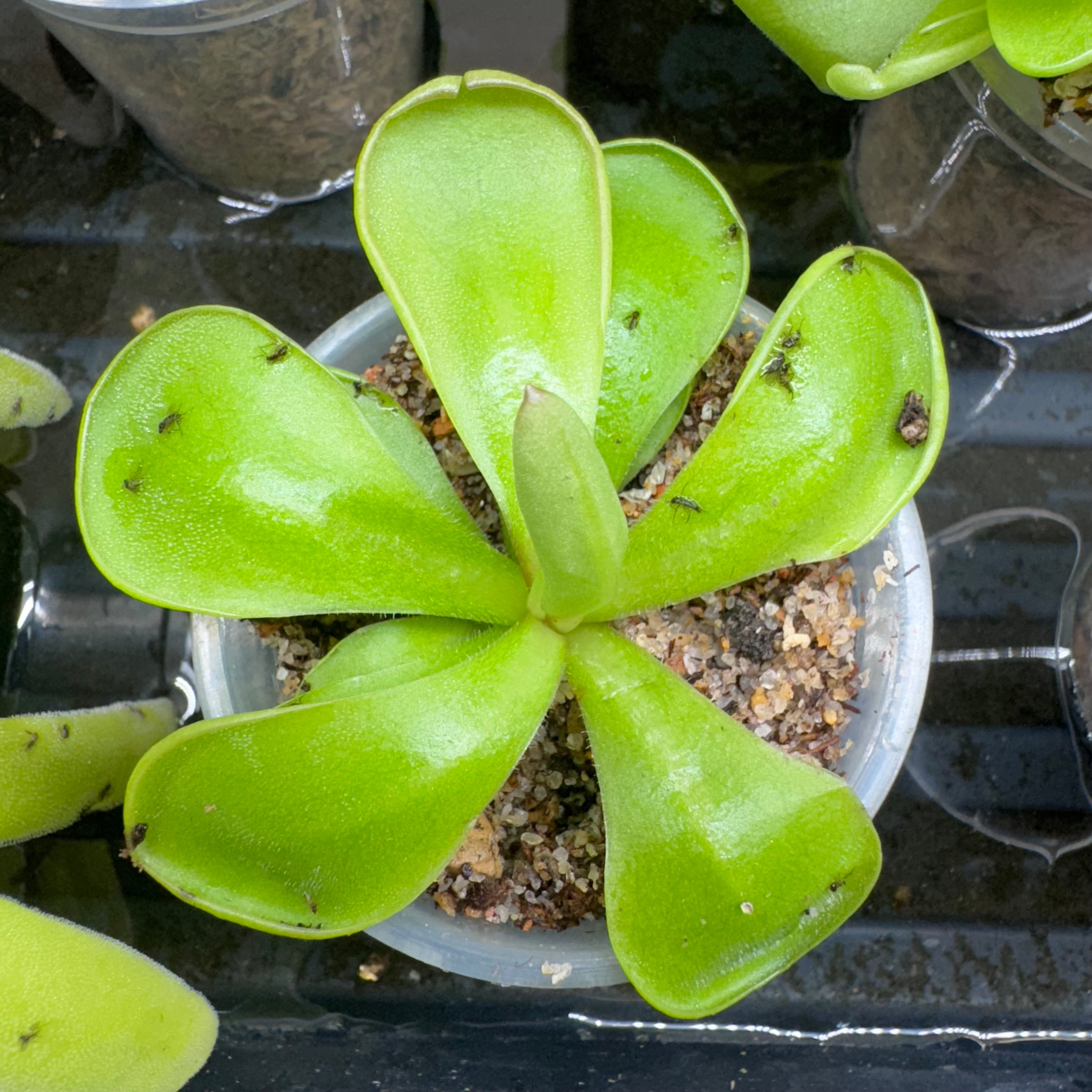 Pinguicula hemiepiphytica