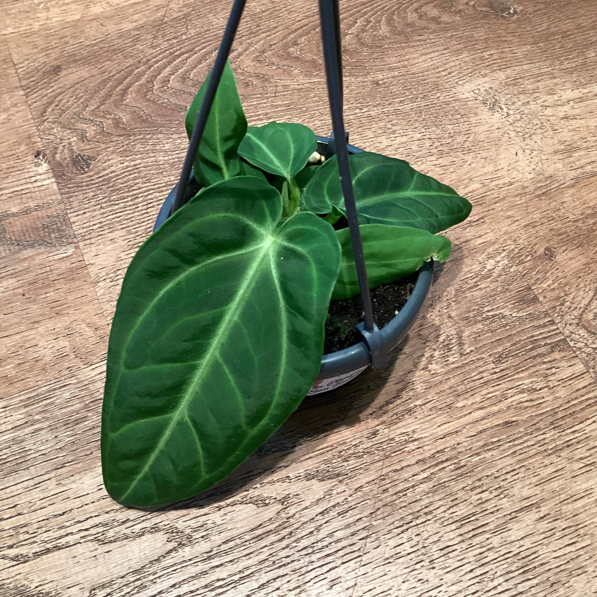 Anthurium villenaorum