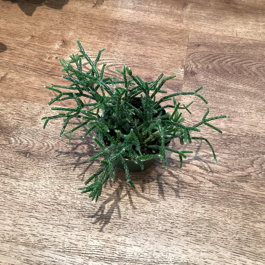 Rhipsalis prismatica
