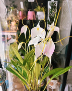 Load image into Gallery viewer, Masdevallia Bella Donna &#39;Snow Blush&#39;
