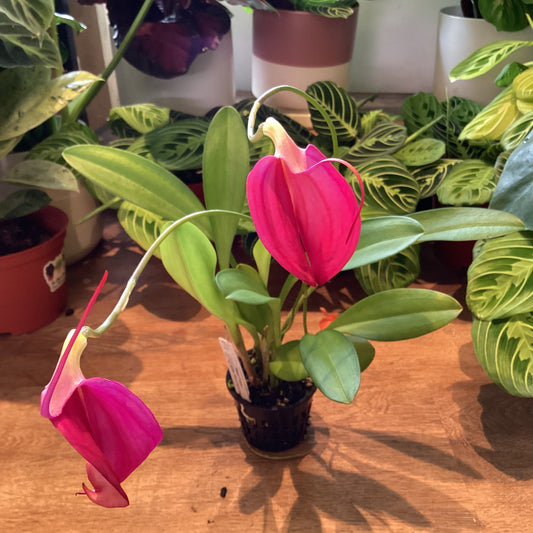 Masdevallia Fraseri (ignea ‘Short Fat’ x coccinea ‘Giant Dwarf’)