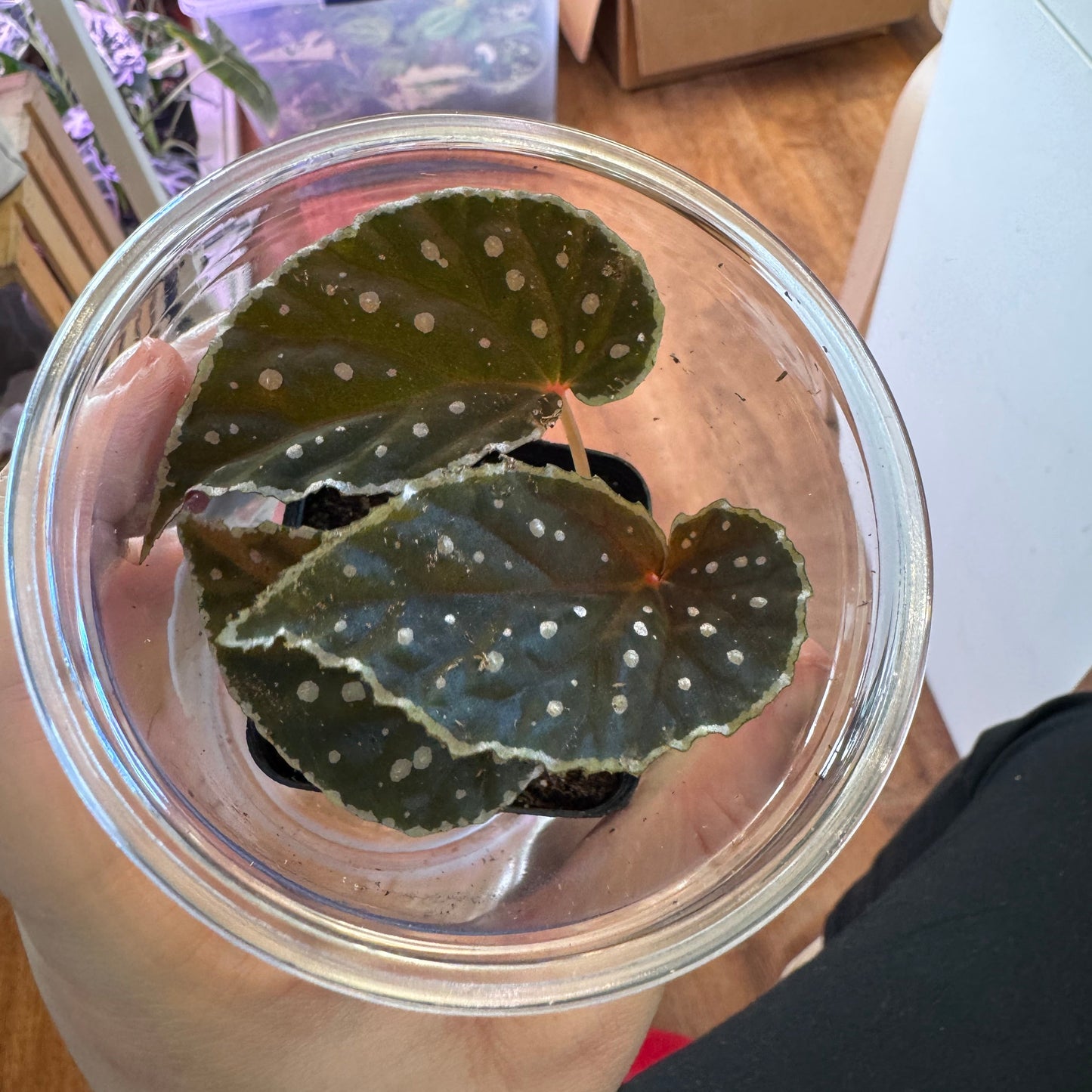 Begonia darthvaderiana x tawau
