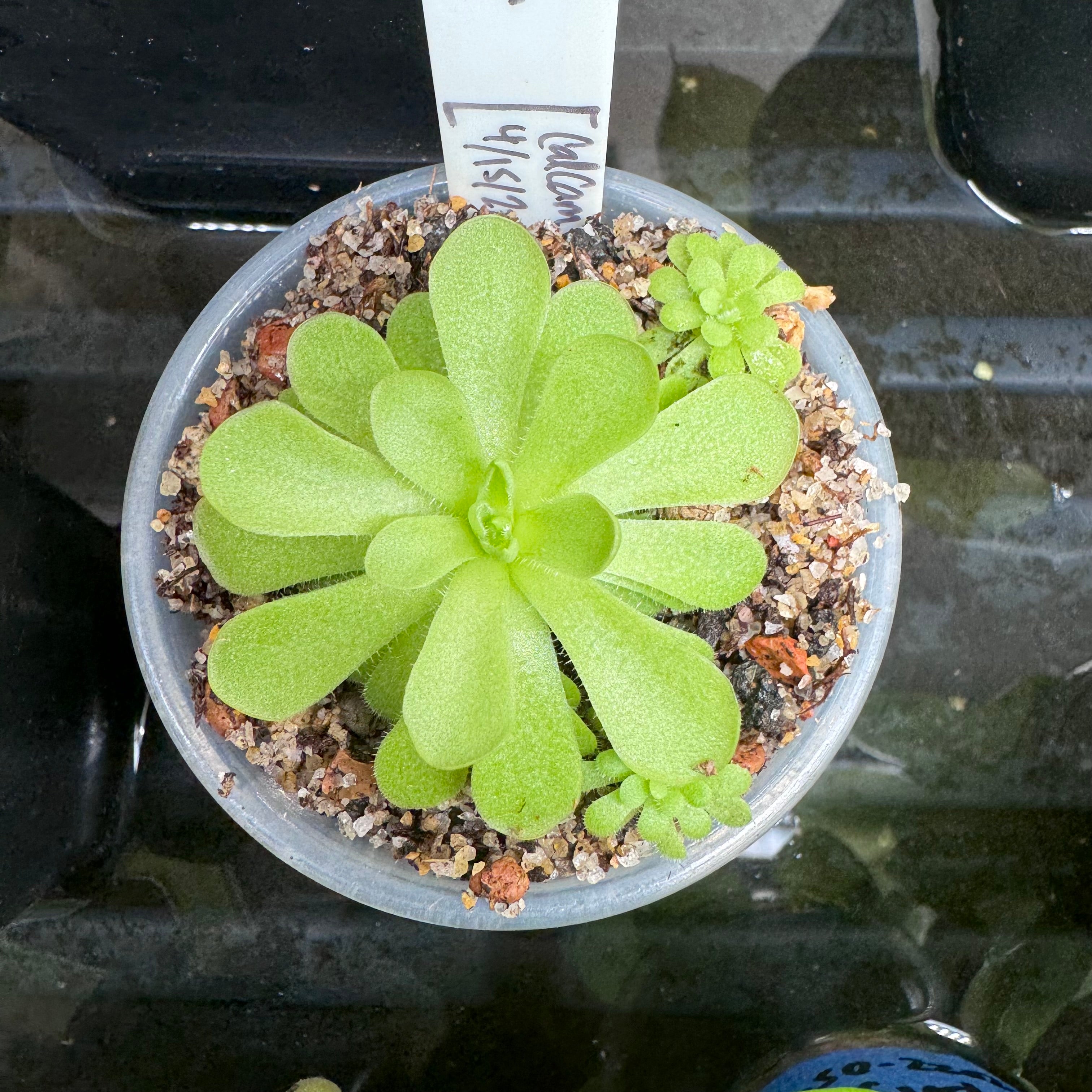 Pinguicula x "Snozzberry"