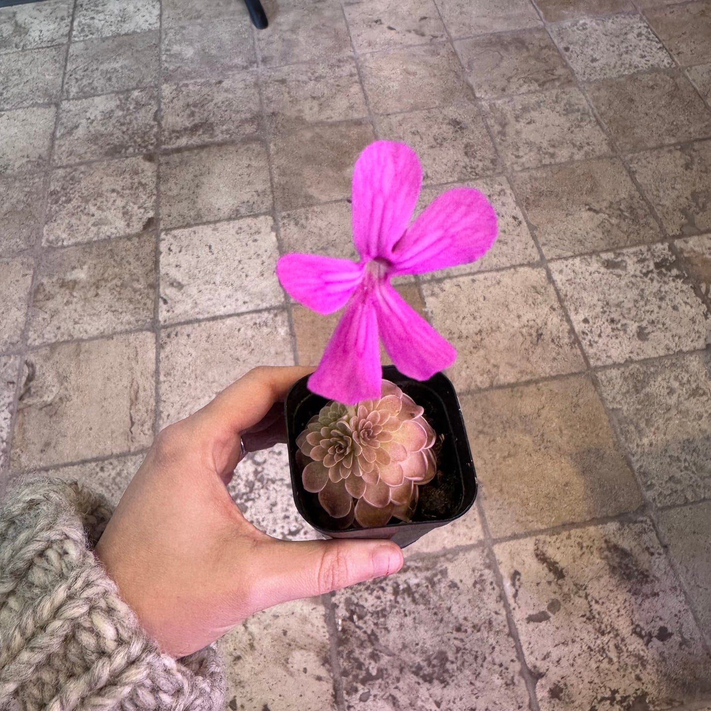 Pinguicula ehlersiae x mesophytica "Estrellita"