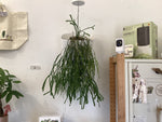 Load image into Gallery viewer, Huperzia nummulariifolia
