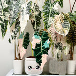 Load image into Gallery viewer, Variegated Alocasia Plushie by Blushiez
