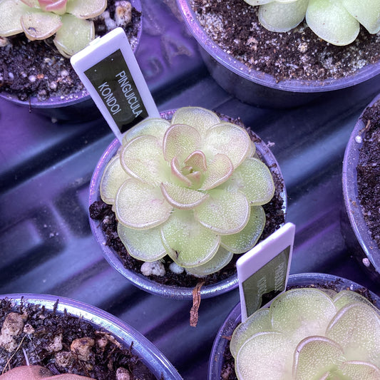 Pinguicula kondoi
