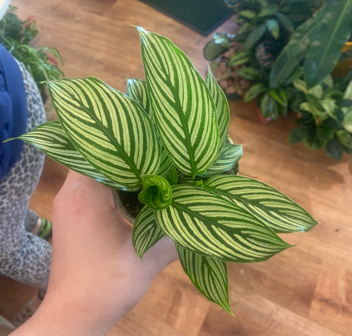 Calathea vittata