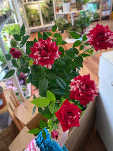 Mini Variegated Rose Bush – The Plant Lady SF