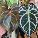 Load image into Gallery viewer, Mother Plants of our Anthurium NOID &quot;FANCYPANTS&quot;

