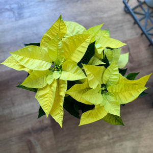 Poinsettia (Euphorbia pulcherrima) - Yellow