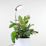 Load image into Gallery viewer, Adjustable LED Grow Light by Mossify
